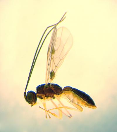 <i>Heterospilus</i> Species (1 of 2)