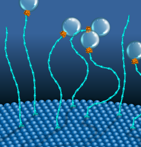 Molecular Motor