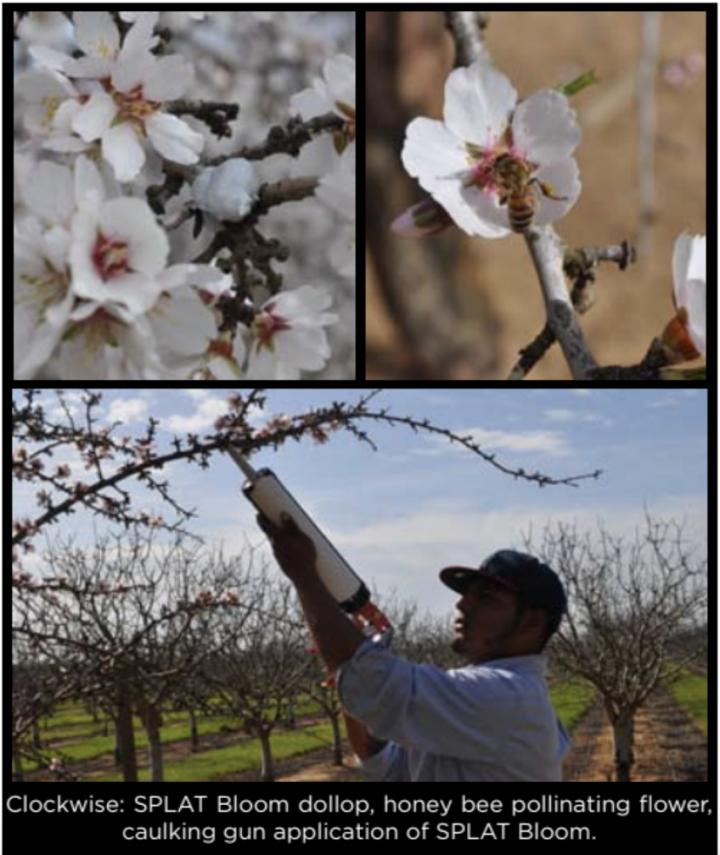 Focusing Bee Pollination