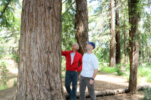 Plant scientist David Neale with coast redwood