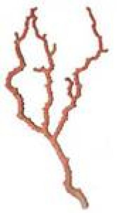 Unfamiliar Natural Object