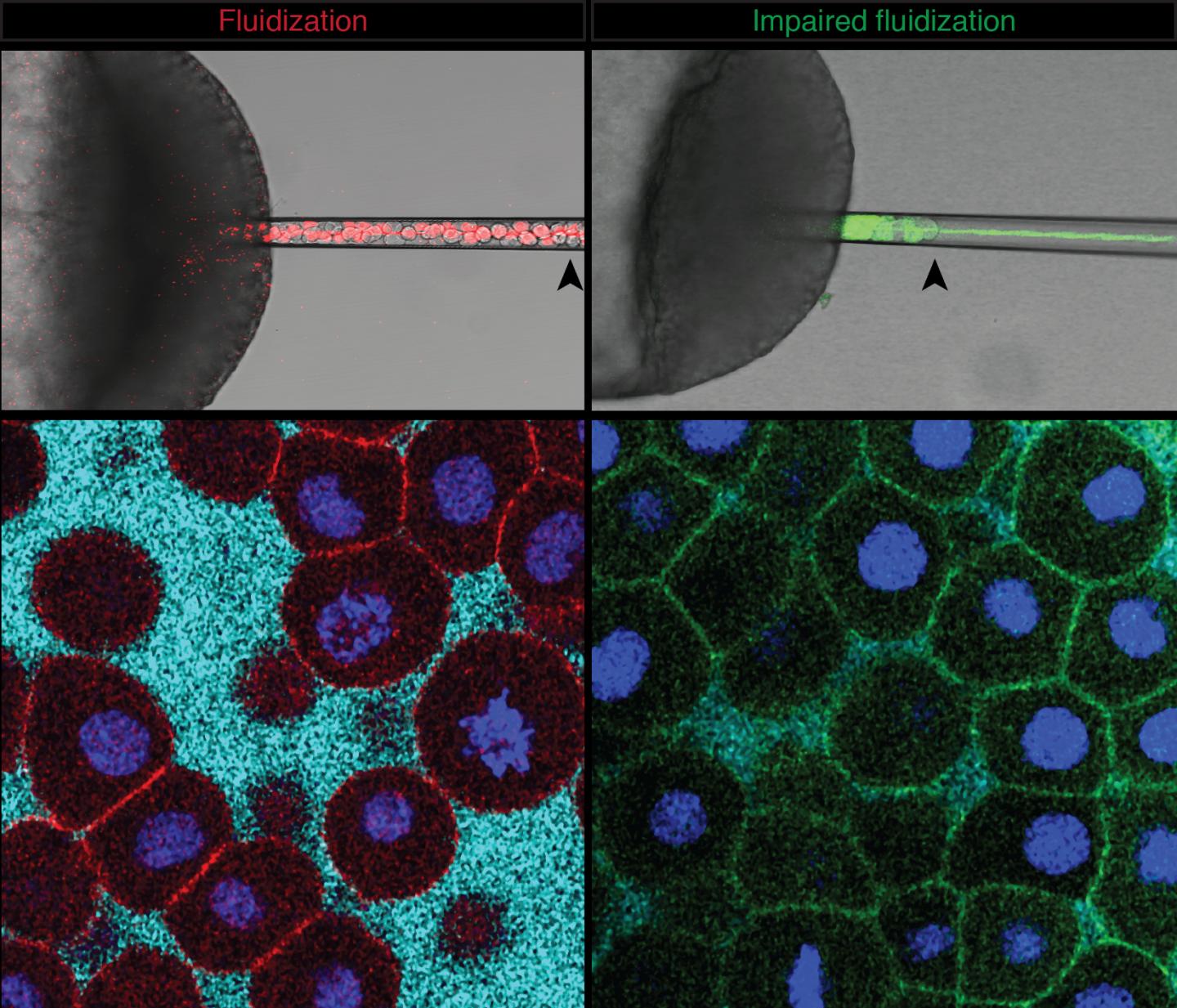 Cells Lose Contacts between Each Other during Fluidization