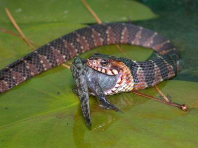 Watersnake Eats Salamander