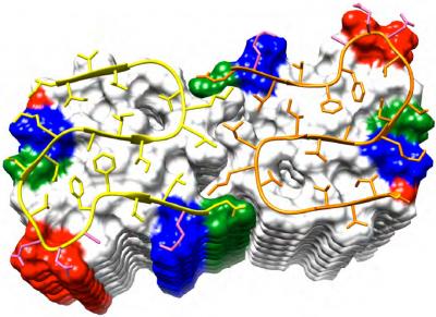 Structure of Fibrils