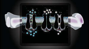 New intracellular signaling mechanism discovered for long bone growth