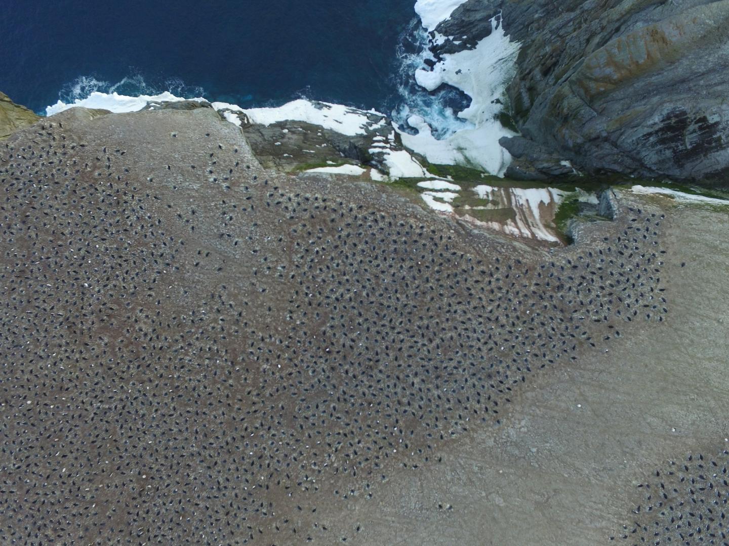 Overhead of Adélie Penguins