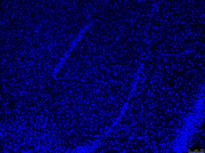 Microscopy Image of a Mouse Amygdala