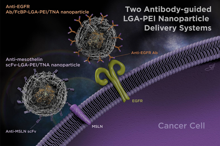 Antibody-guided nanoparticle delvery system