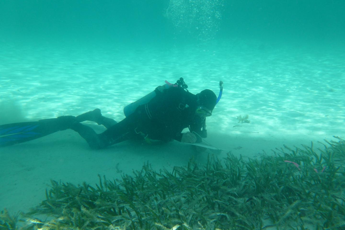 <i>Posidonia australis</i> Bed