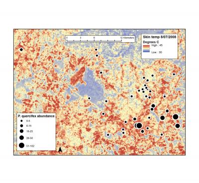 Thermal Image Overlaid with <i>Parthenolecanium quercifex</i>