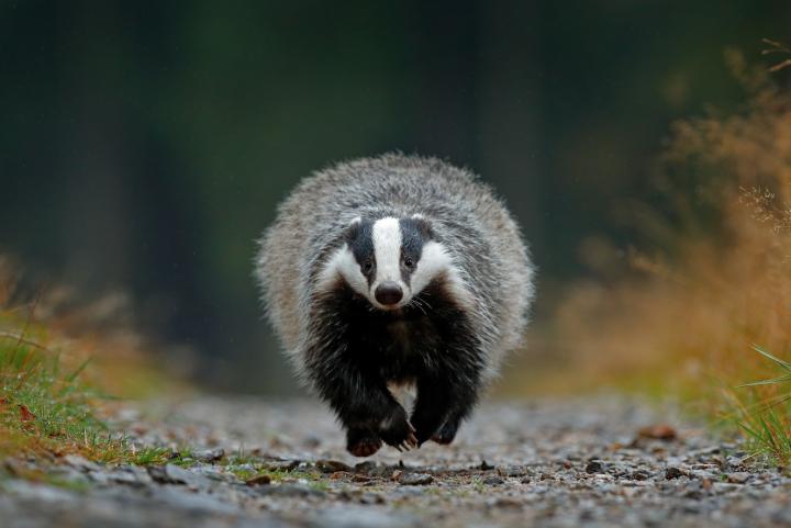 Badger