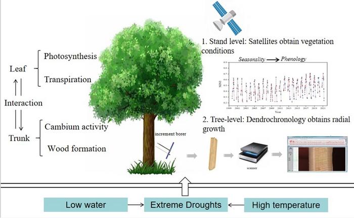 Tree growth is affected by the interaction of complex physiological processes among various organs, and resource availability is the key factor