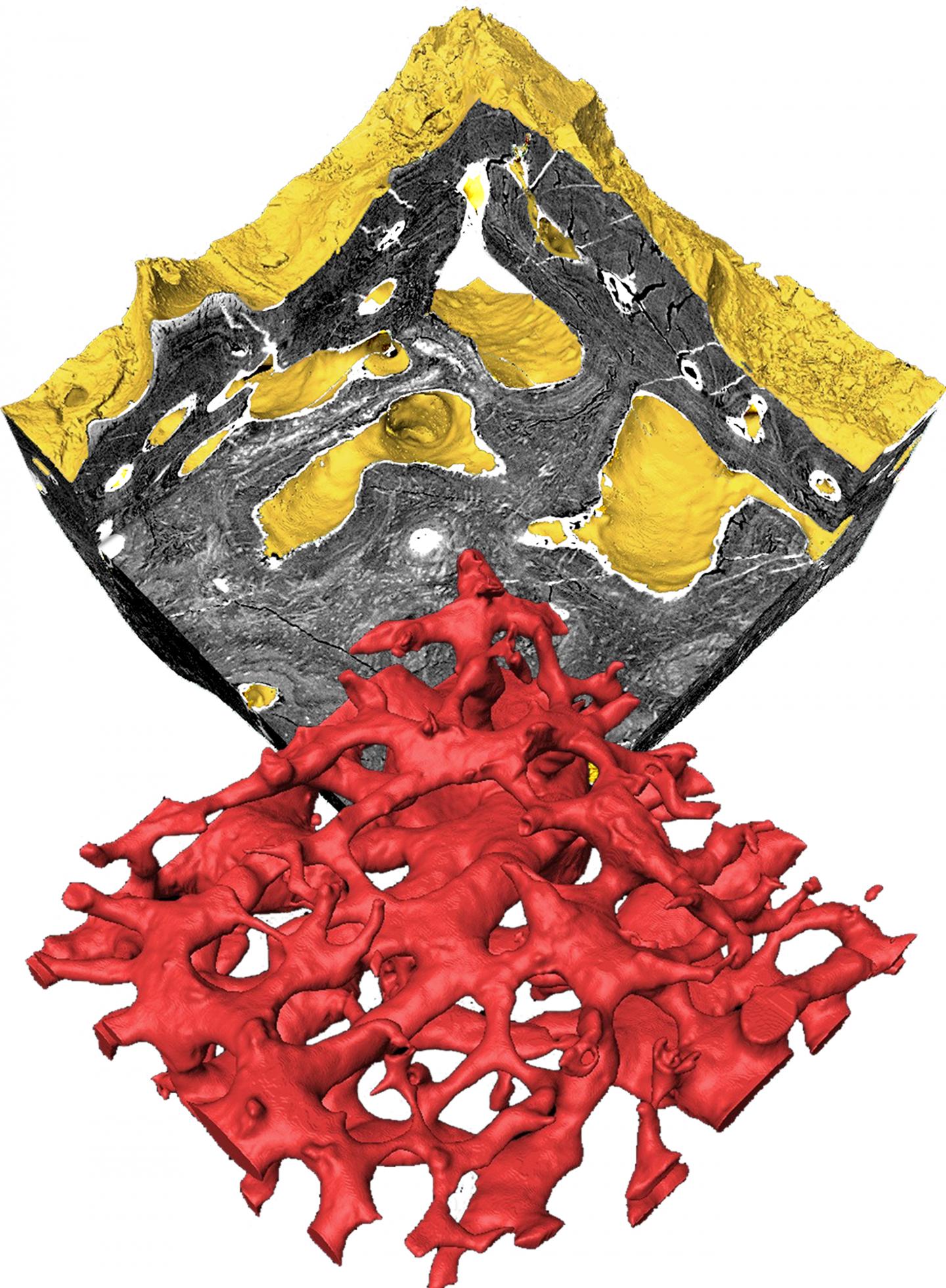 3D Model of the Skeletal Tissue