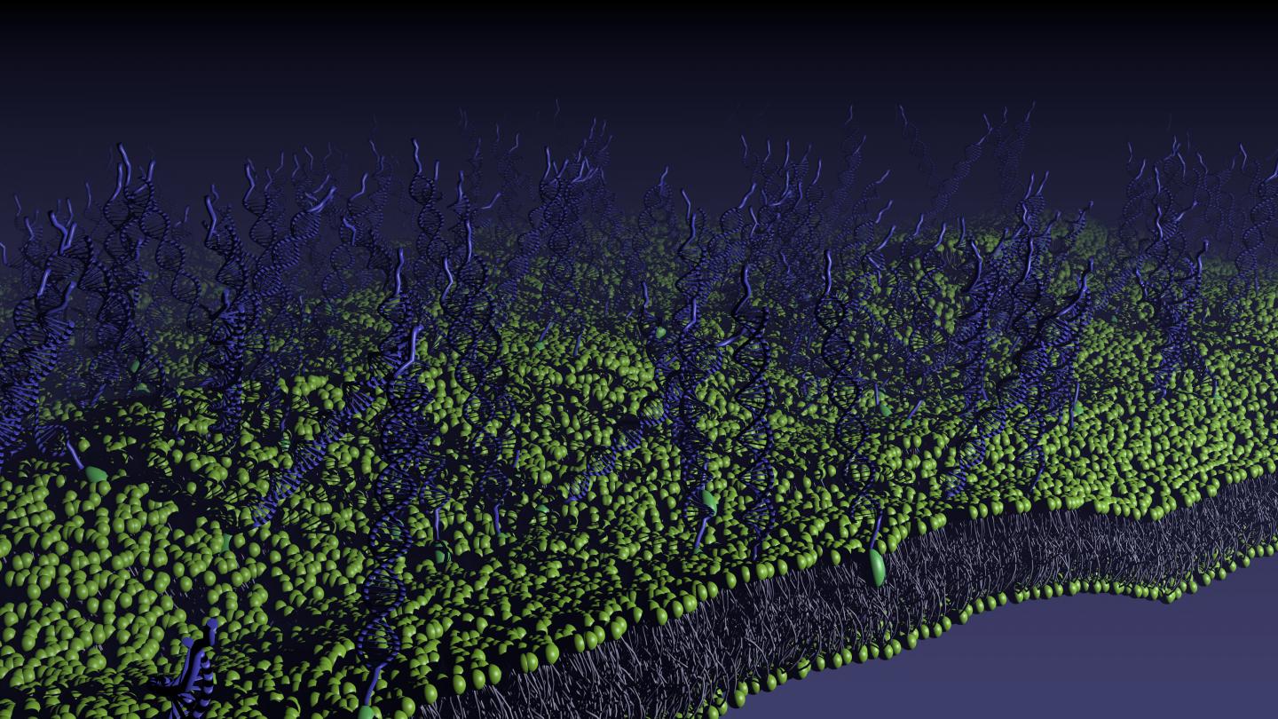 Lipid Membrane Functionalized with DNA-linkers