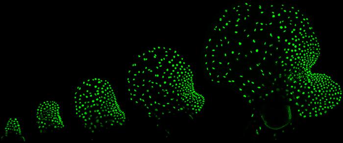 Meristem development