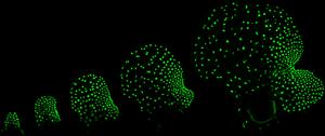 Meristem development