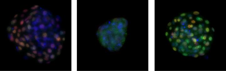 An Early Bovine Embryo Regenerating Its TE Cells
