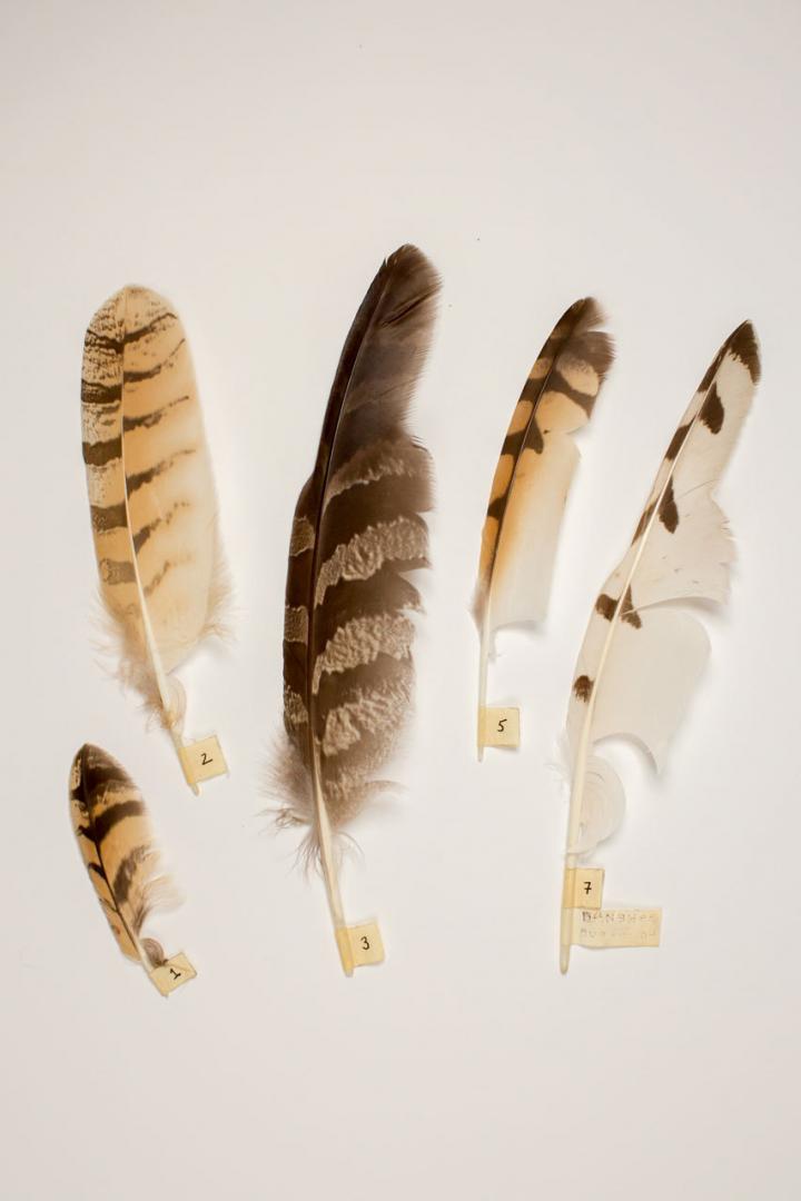 owl feather identification