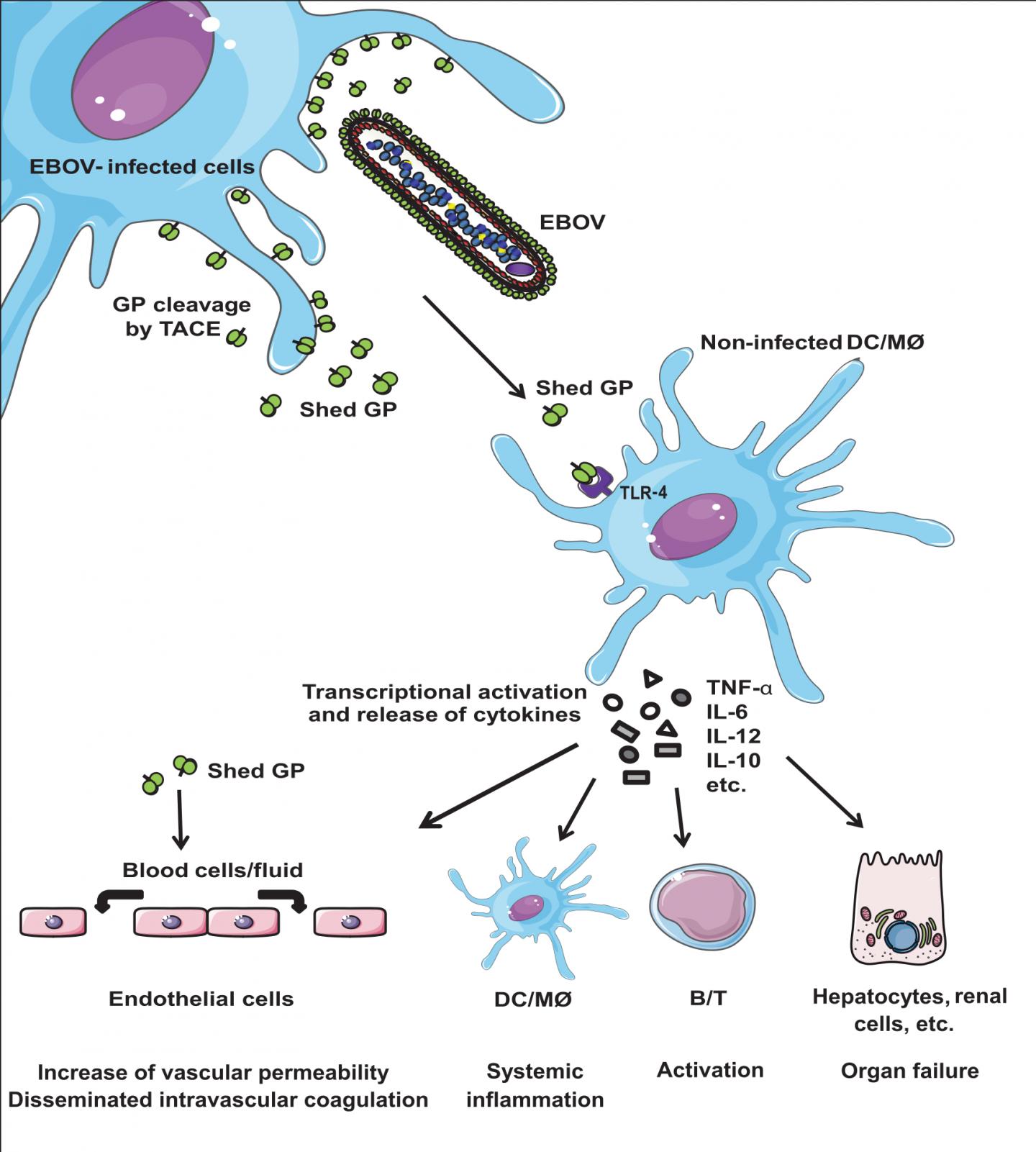 Role of Shed GP During EBOV Infection