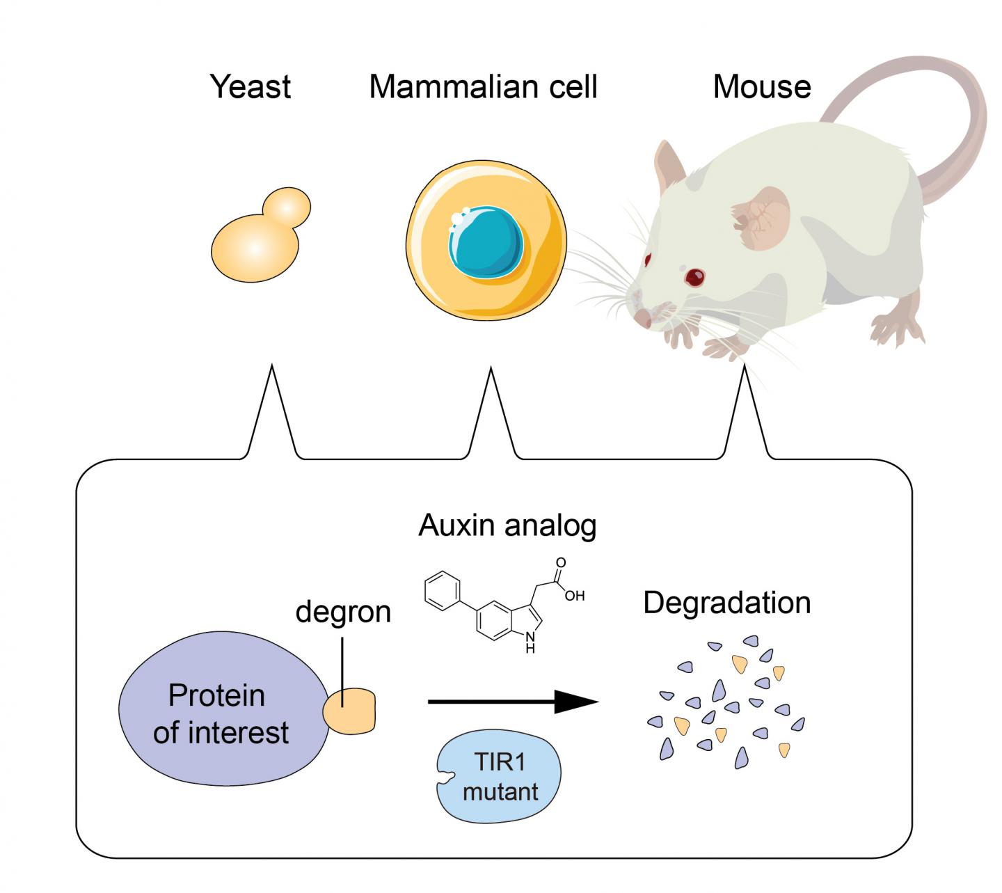 AID2 enables rapid target degradation in yeast, mammalian cells, and mice