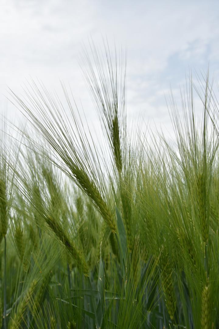 The genome of the crop plant barley consists of about five billion nucleotides.
