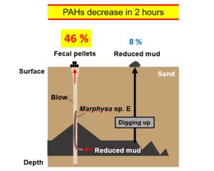 PAH changes