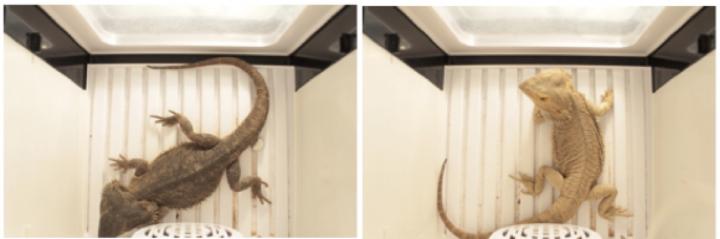 Bearded Dragon Temperature Experiment