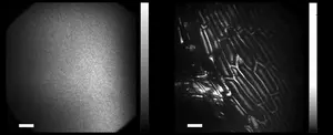 Microscopic Imaging of Cells: Traditional and Novel Results