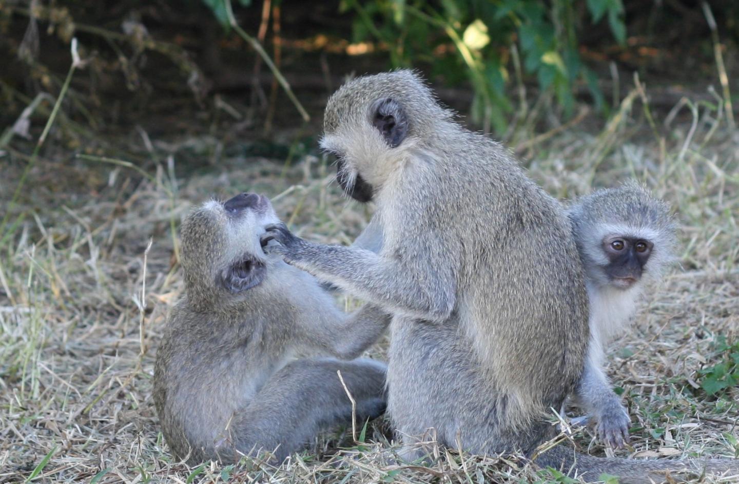 Vervet Monkeys Social Grooming
