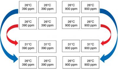 Experimental Design, 5 Months
