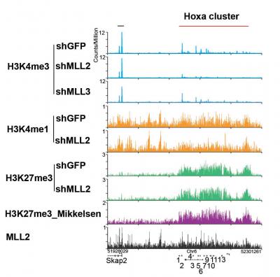 <i>Hox</i> Gene Cluster Analysis