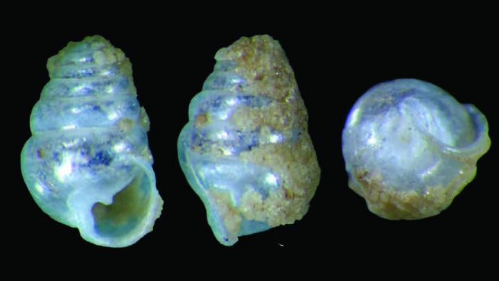 Cave Snail Species