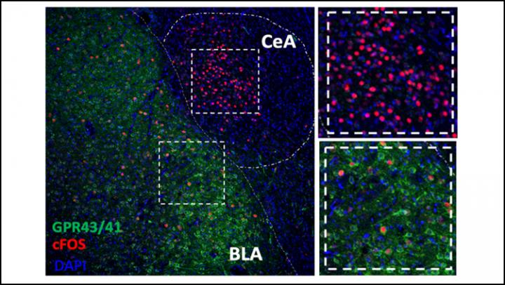 Antibiotics May Increase Risk for Opioid Abuse