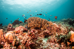 Coral reef in the Maldives