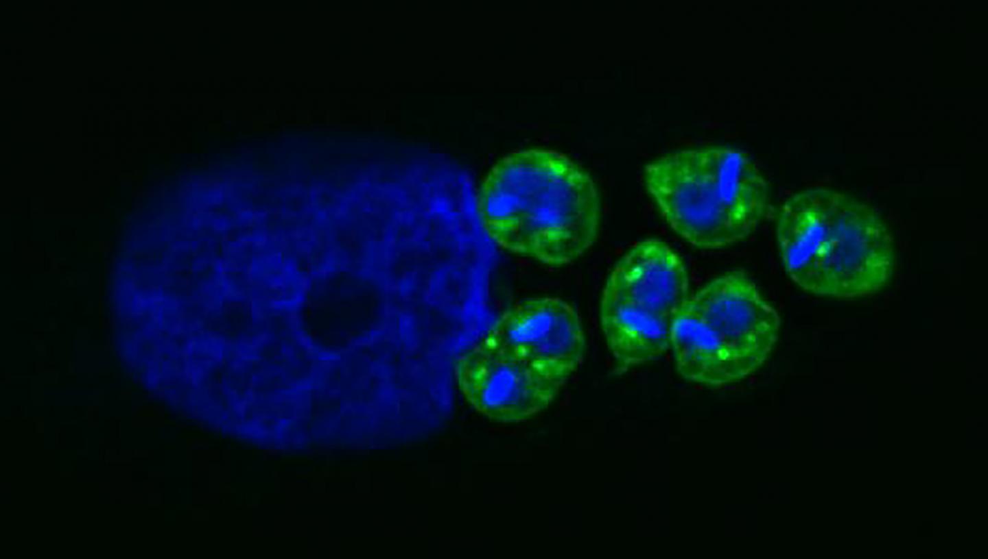 T. cruzi intracellular amastigotes