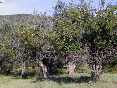 Conserving Historic Apple Trees