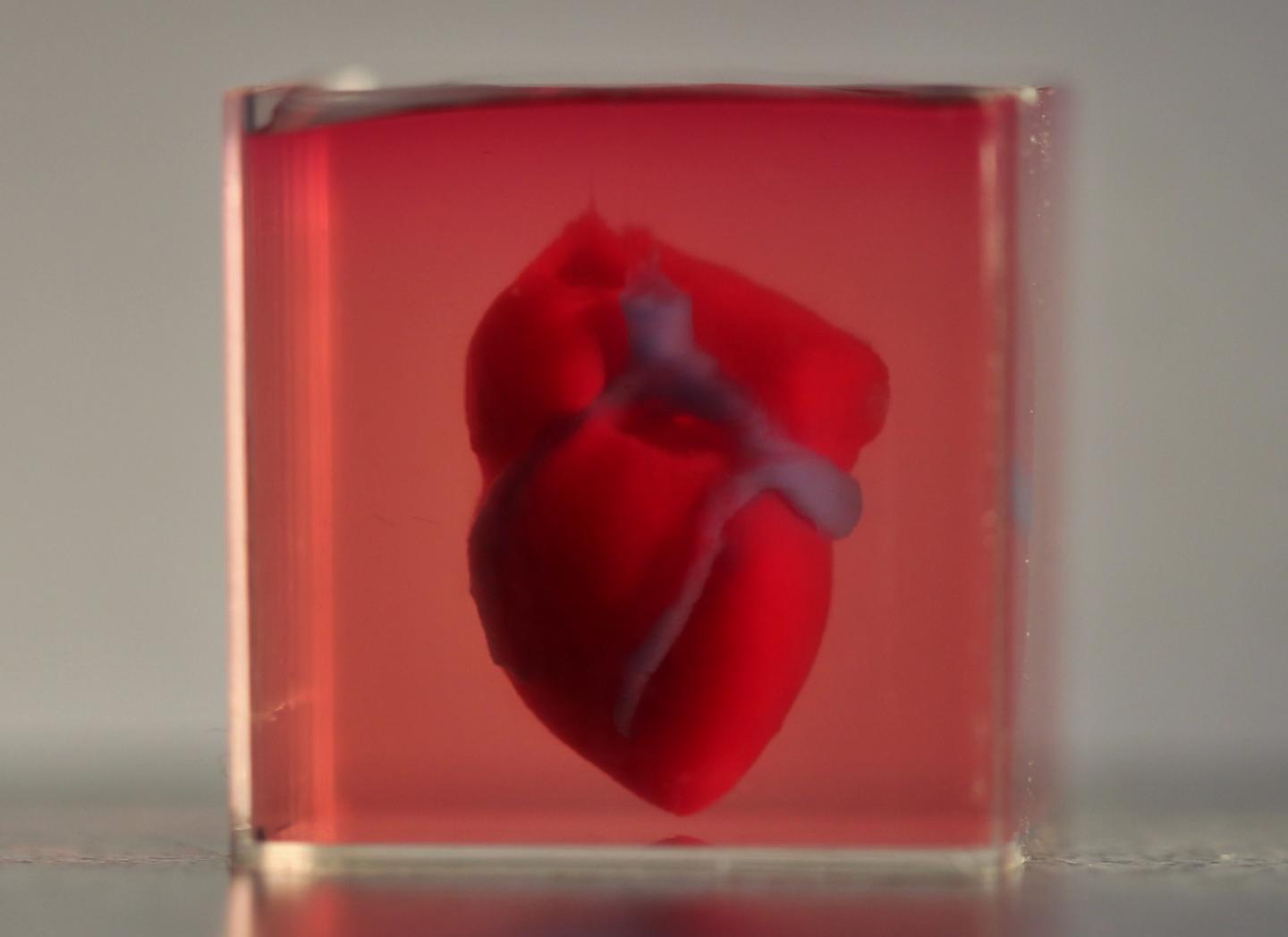 3D Heart