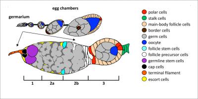 Schematic Drawing of <i>Drosophila</i> Ovariole and Magnified Germanium
