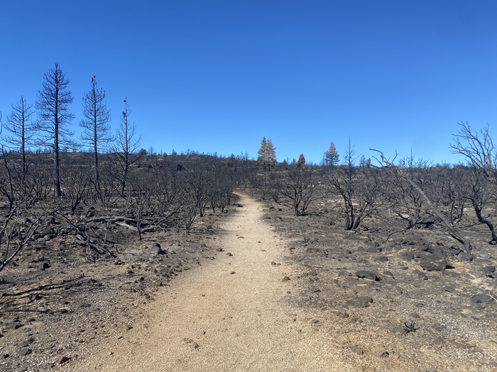 Burned landscape