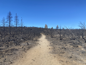 Burned landscape