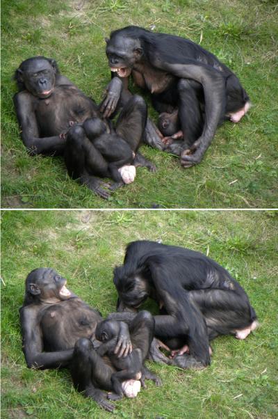 Yawn Contagion (2 of 2)