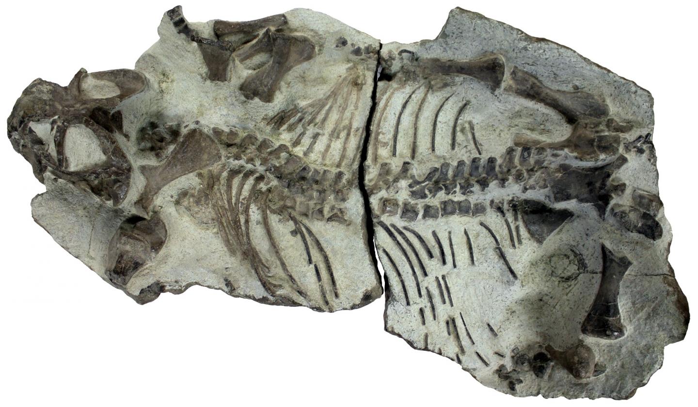 Early Triassic <em>Lystrosaurus murrayi</em>
