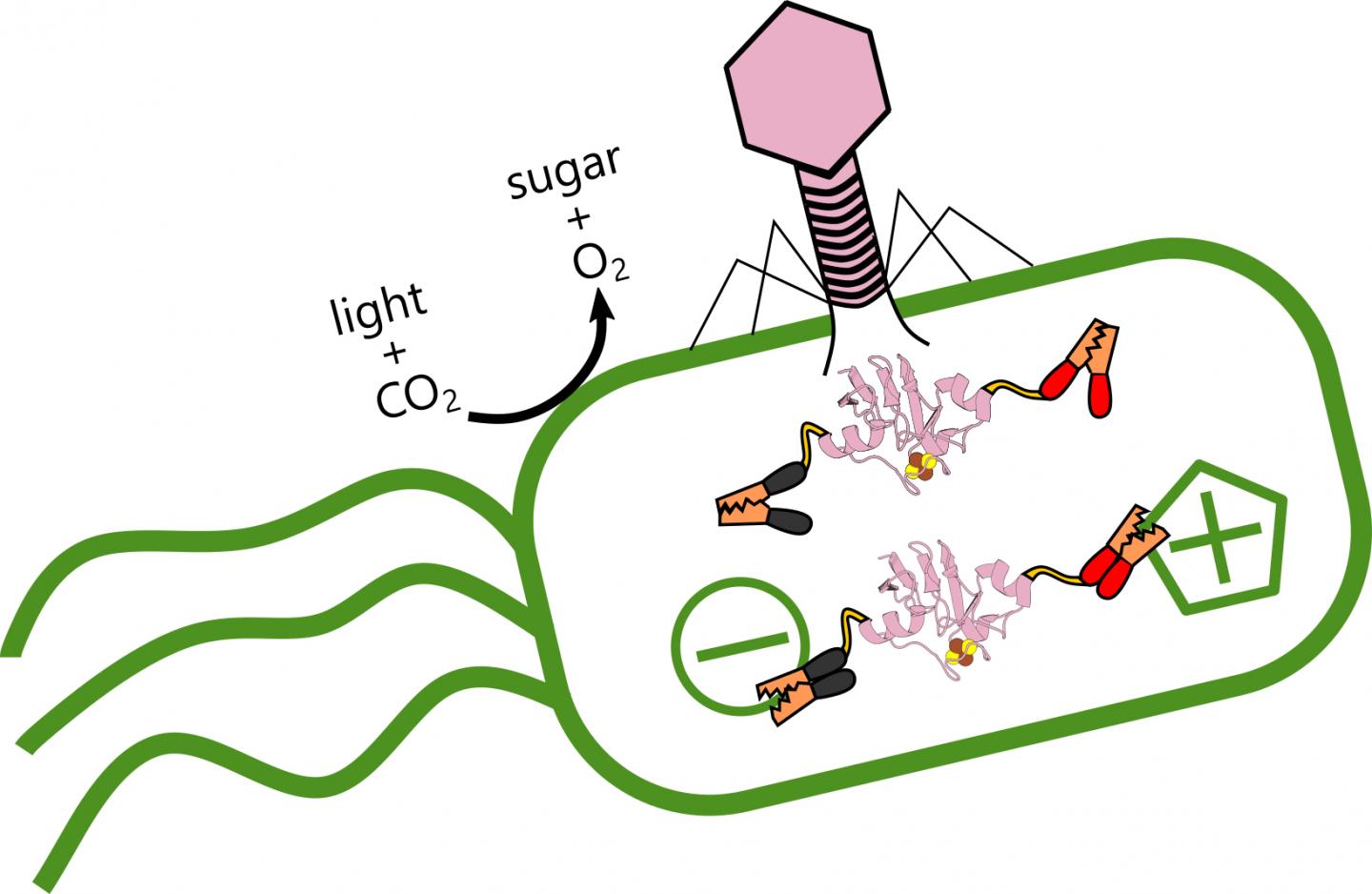 PHAGE 1