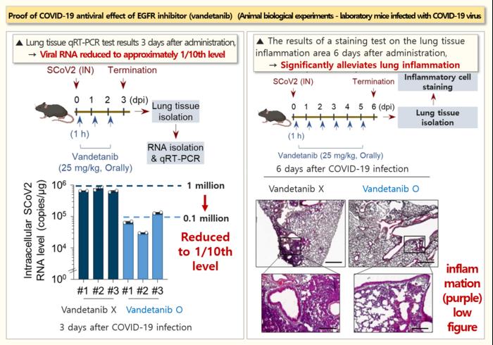 [2] Proof of COVID-19 antiviral effect of EGFR inhibitor(vandetanib) (animal biological experiments - laboratory mice infected with COVID-19 virus)