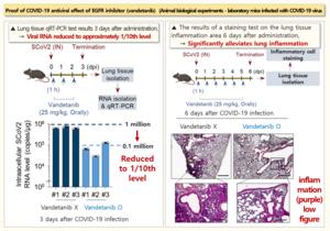 [2] Proof of COVID-19 antiviral effect of EGFR inhibitor(vandetanib) (animal biological experiments - laboratory mice infected with COVID-19 virus)