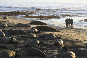 Search for elephant seal