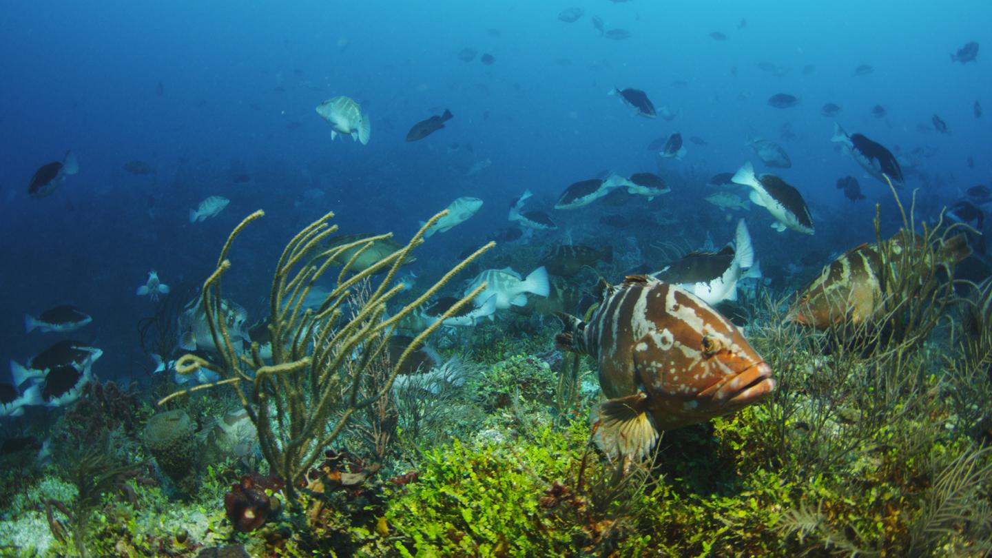 Nassau Grouper