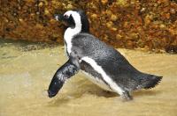 African Penguins (2 of 3)