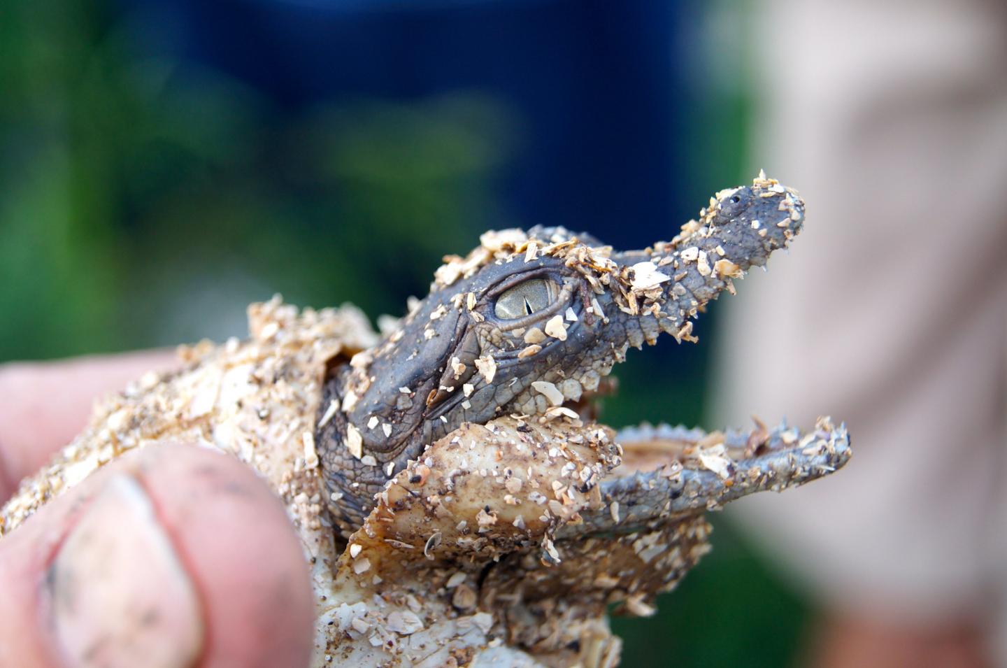 Recently Emerged American Crocodiles in the Nesting Beaches of the Birama Swamp