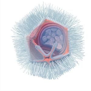 Illustration of Naegleriavirus based on electron microscopy. A section through a virus particle with the star-shaped stargate is shown.